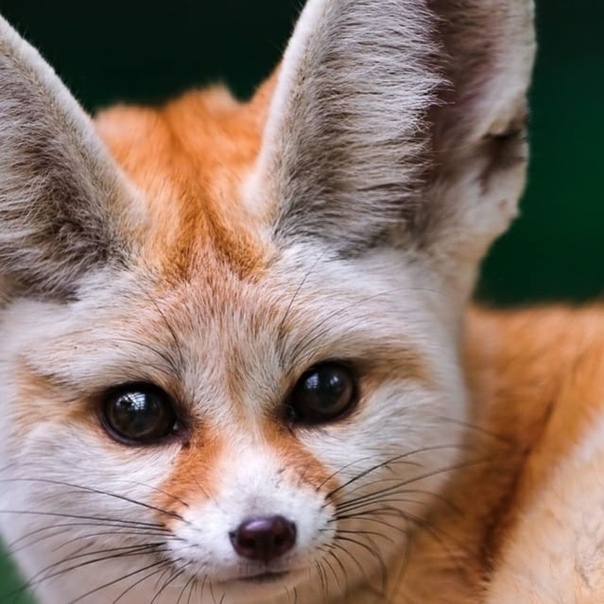 Фенек лиса: особенности, виды, описание, среда обитания, особенности содержания ушастой лисички дома