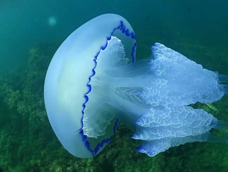 Медузы в черном море: фото, видео, где водится
