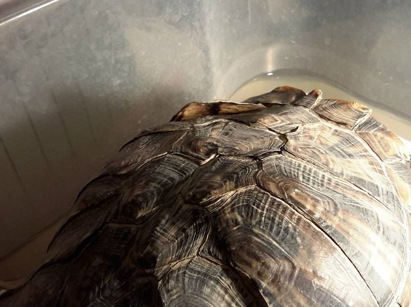 Трещина панциря черепахи, как лечить треснувший панцирь у красноухой черепахи