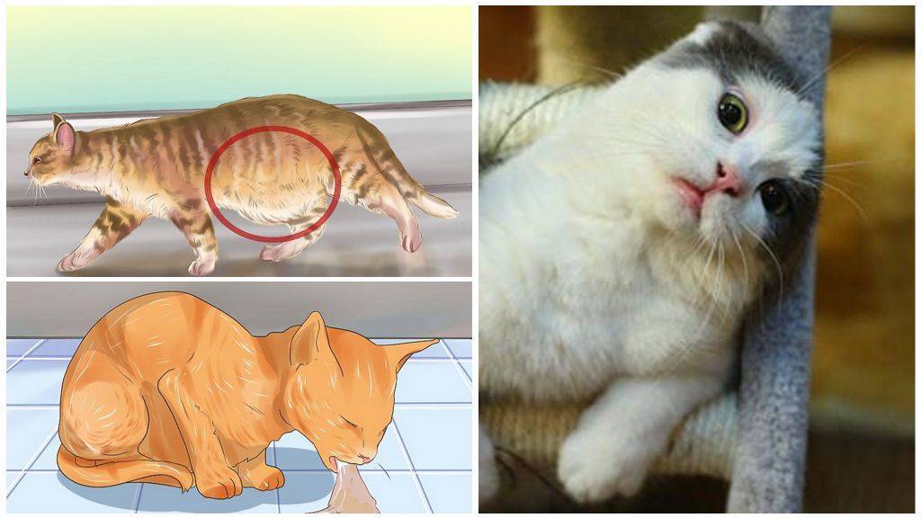 Глисты у котят - что делать хозяину? симптомы и лечение глистов у котенка | нвп «астрафарм»