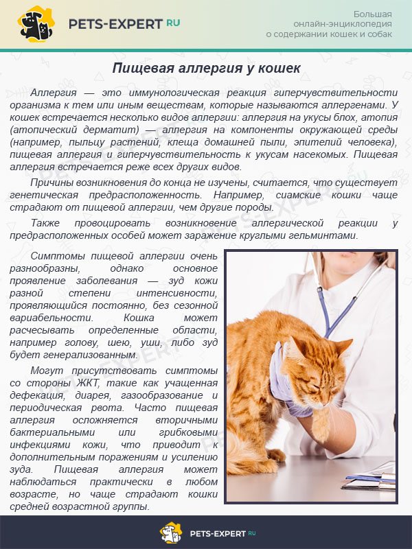 Гипоаллергенный корм для кошек: отзывы и обзор 10 популярных сухих кормов, а также все о пищевой аллергии у кошек