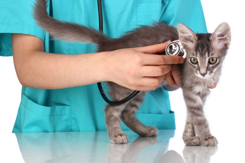 Кошкотерапия или как кошки лечат людей от болезней - отзыв