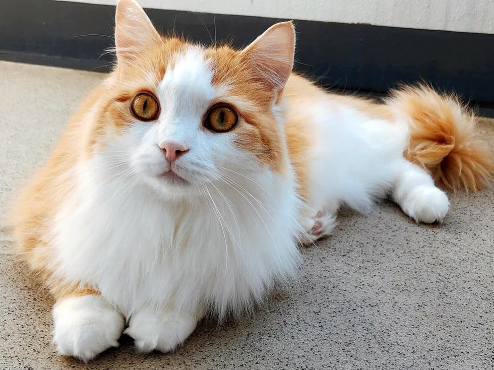 Рагамаффин – порода домашней кошки, полученная от скрещивания рэгдолл