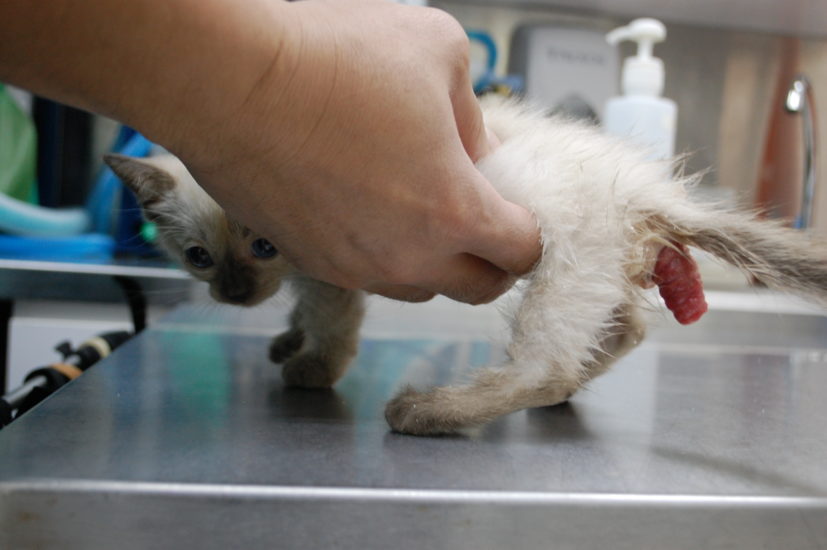 Рвота с кровью у кошек - «айболит плюс» - сеть ветеринарных клиник