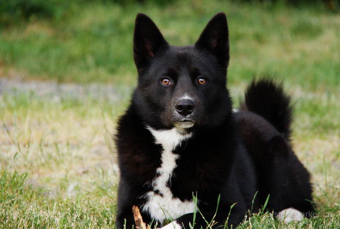 Карельская медвежья собака: описание породы и характер, уход и воспитание, выбор собачки в питомнике