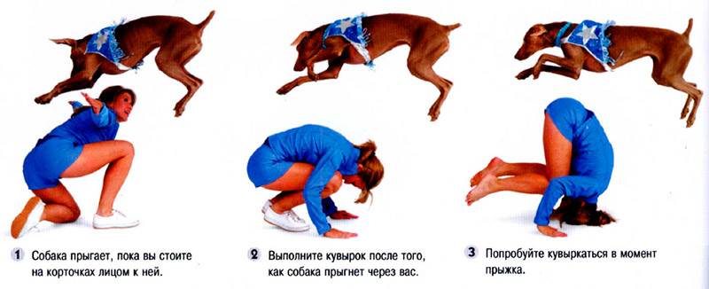 Как отучить собаку прыгать на людей: методы для любого возраста
