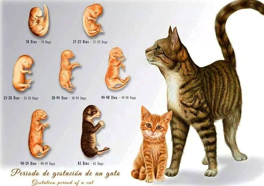 Беременность кошки: признаки, сроки, календарь родов, ложная беременность