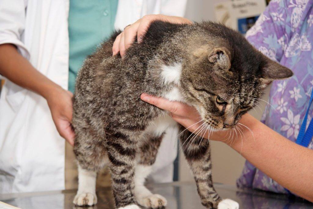 Опухоли селезенки у собак и кошек