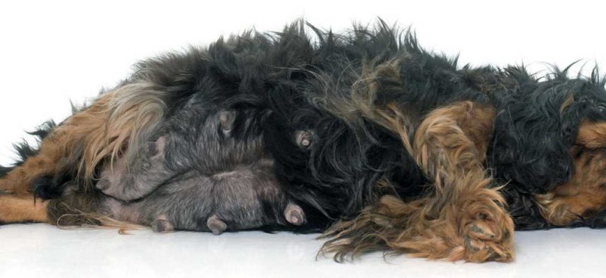 Ложная беременность у собак: как проявляется и сколько длится, причины и симптомы, опасна ли ложная щенность, профилактика