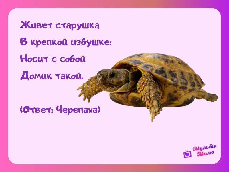 Как найти черепаху если она потерялась: в доме и на улице