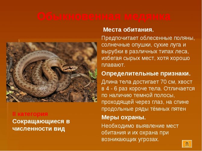 Эфа змея. описание, особенности, виды, среда обитания и образ жизни эфы | живность.ру
