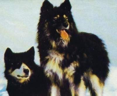 Сахалинский хаски (карафуто-кен) — порода собаки