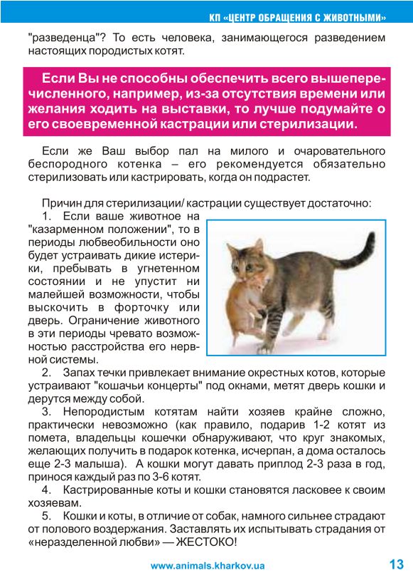 Серенгети кошка: фото, цена, описание породы, характер, видео, питомники