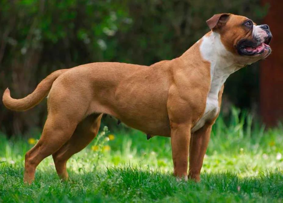 Староанглийский бульдог: характеристики породы собаки, фото, характер, правила ухода и содержания