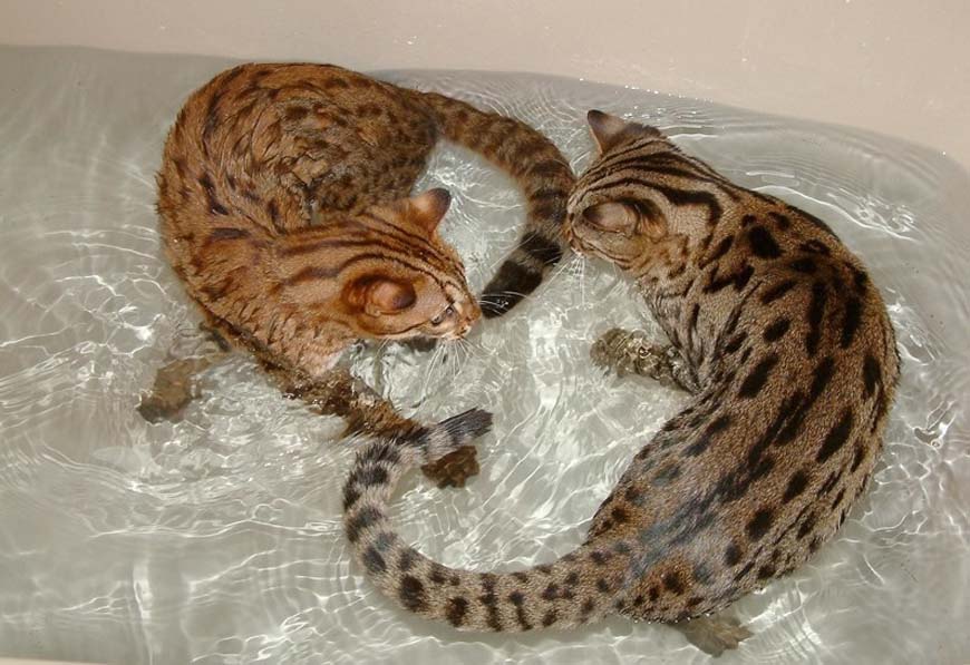 Породы кошек любящие плавать