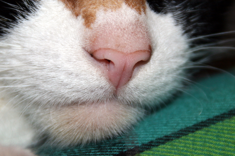 У котенка сухой нос: что это значит, почему носик у кота становится горячим, в чем причина?
