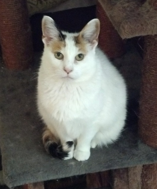 Турецкая ангора или ангорская кошка