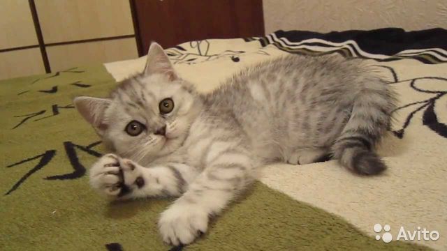 Шотландская вислоухая кошка (100 фото): повадки и характер кота, выбор котенка и рекомендации по содержанию