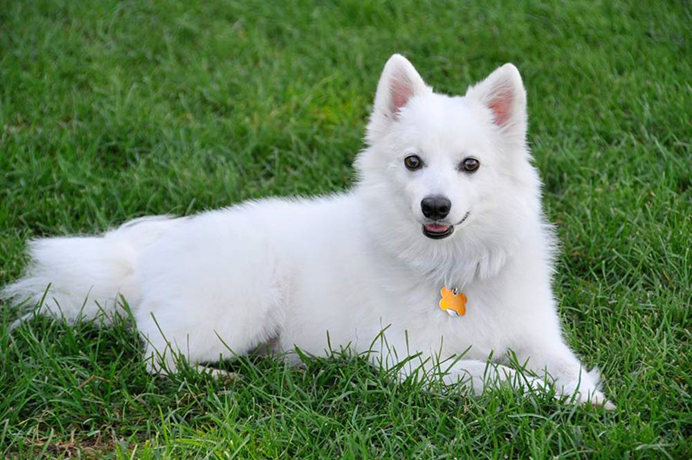 Маленькие собаки белого цвета — топ-6 пород
