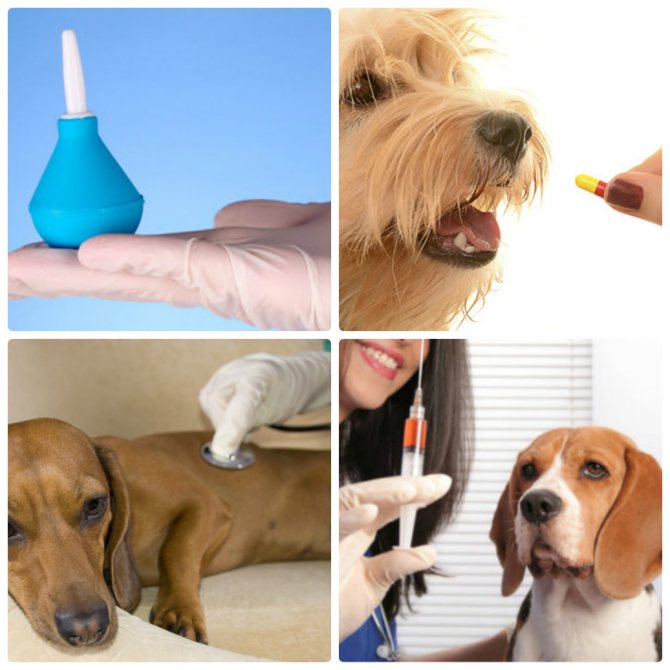 Пищевые отравления у собак: симптомы, первая помощь и лечение
