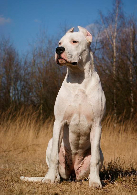 Описание породы собак аргентинский дог с отзывами владельцев и фото