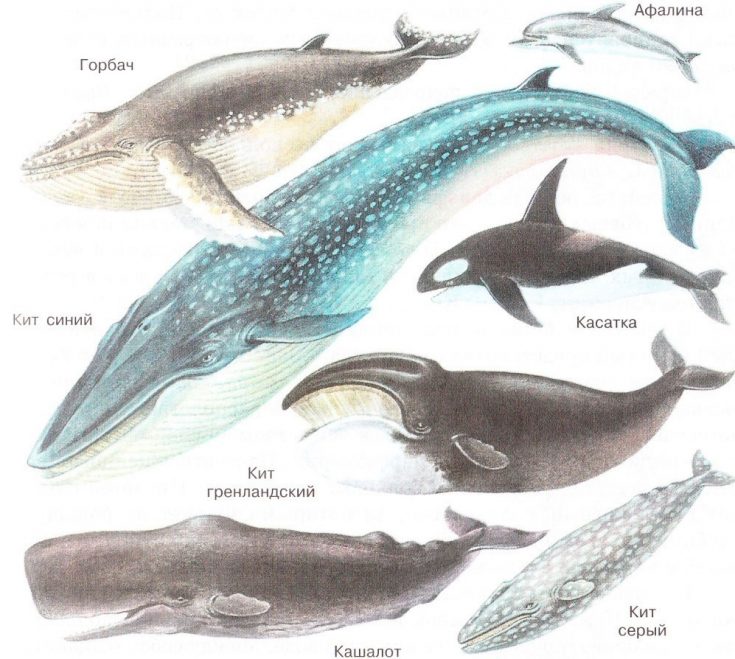 Кит — это рыба или млекопитающее? интересные факты о китах
