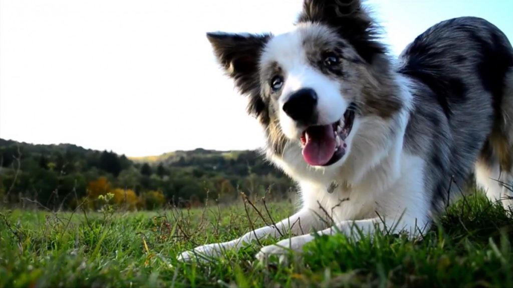 Самые умные породы собак в мире топ 10 - pet-mir.ru