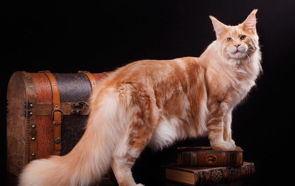 Самые умные породы кошек: топ 10 с фото, видео и названиями