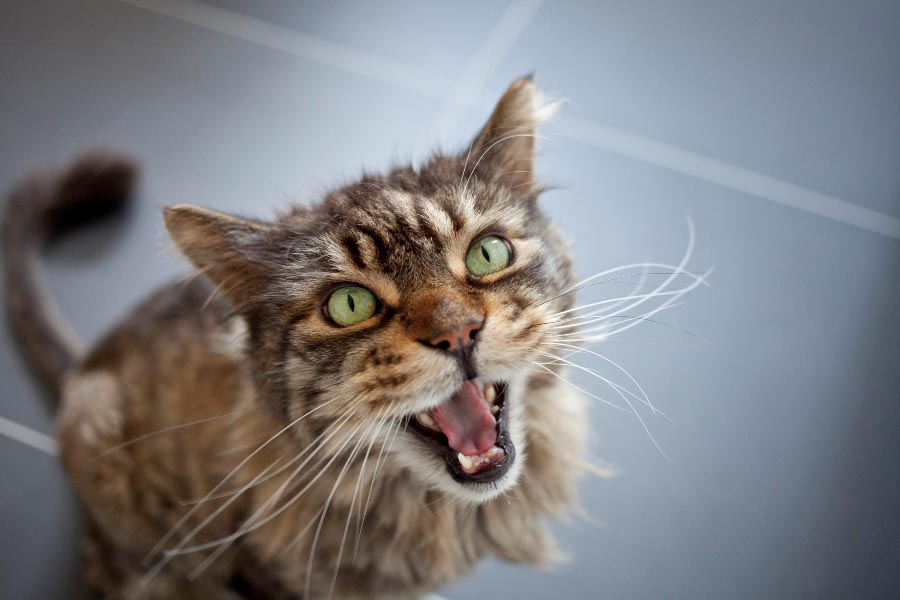 Почему кошка часто мяукает: топ-20 причин, что делать
