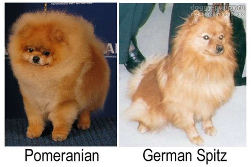 Немецкий и померанский шпиц отличия породы, разница внешнего вида, характера, ухода и воспитания