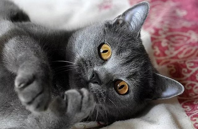 Кошка породы шартрез, или картезианская: описание с фото, рекомендации по уходу за животным