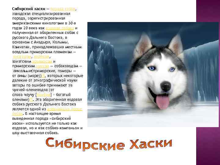 Сибирский хаски: фото, содержание, уход за собакой и описание породы