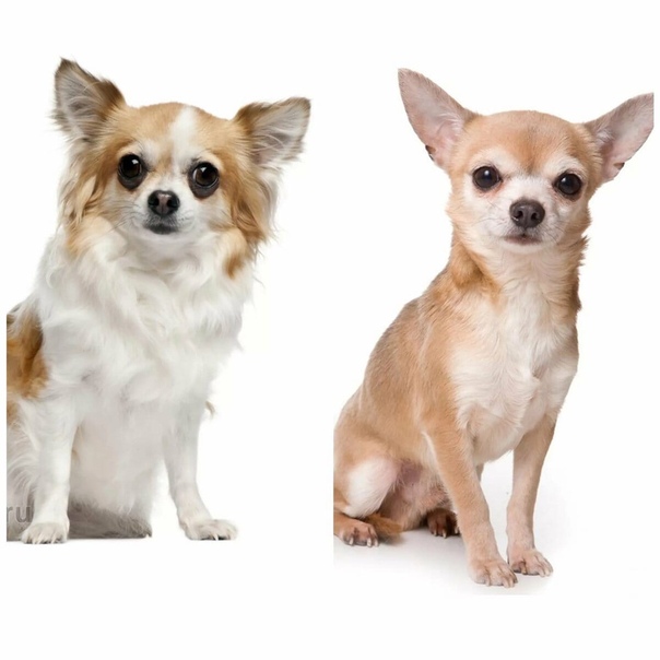 Чихуахуа (77 фото): разновидности породы, описание характера собак. как выглядят щенки и взрослые собаки? отзывы владельцев