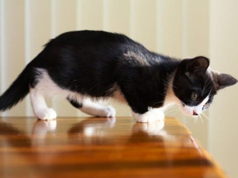 Как отучить кошку лазить по столам: эффективные приемы, причины непослушного поведения котов и меры против них