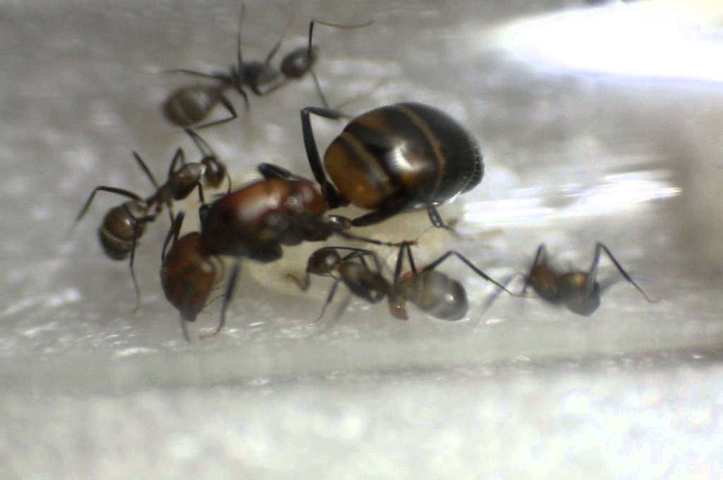 Camponotus parius (реактивный муравей)