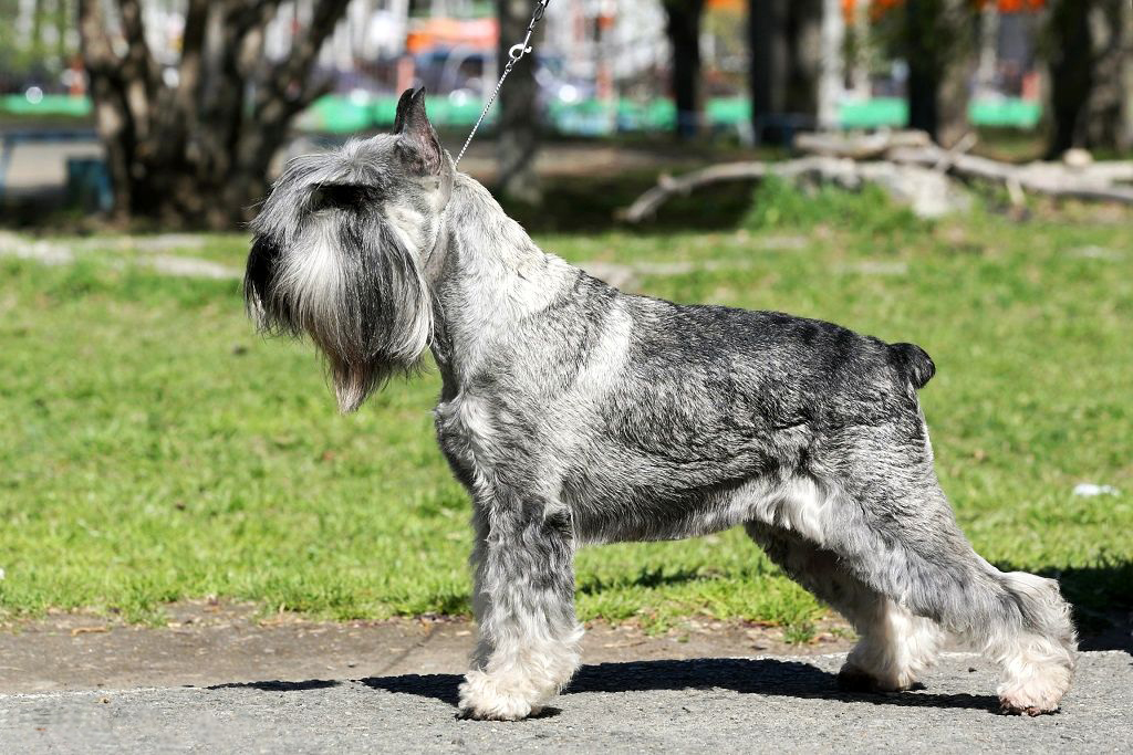 Миттельшнауцер собака. описание, особенности, виды, уход и цена породы
