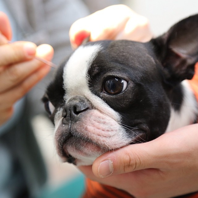 Как чистить уши собаке: правила, средства для ухода, советы ветеринаров