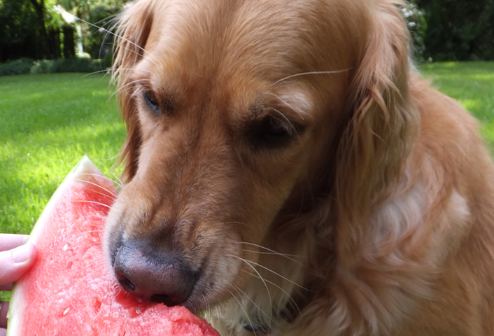 Можно ли собаке банан? мнение ветеринаров | блог ветклиники "беланта"