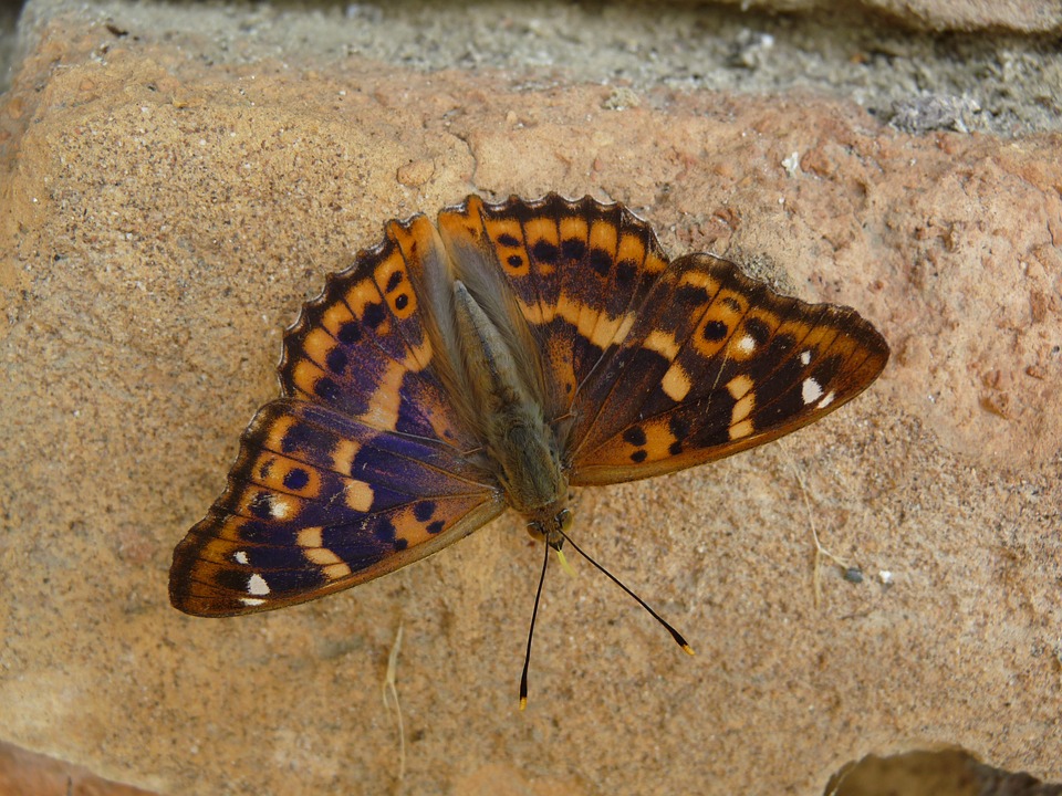 Бабочка вымпельная стайная (heniochus diphreutes)
