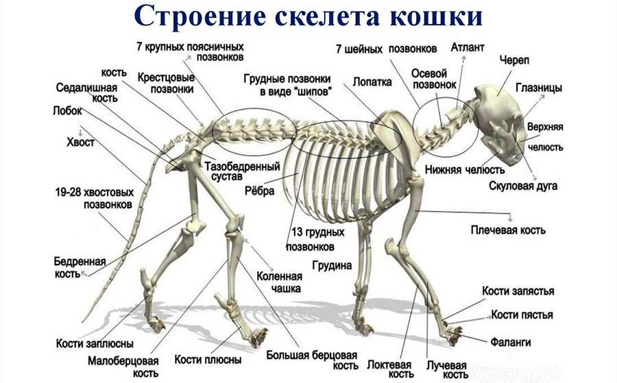 Скелет кошки — подробная анатомия