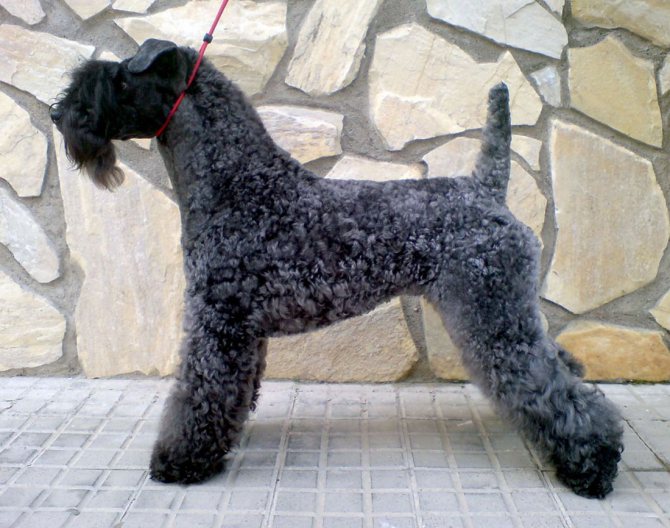 Керри-блю-терьер: фото породы собак, описание характера и основных особенностей