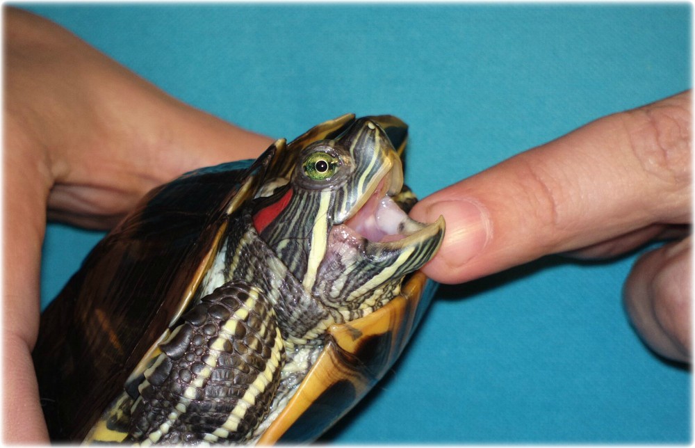 10 способов как угробить вашу черепаху. главные мифы про черепах