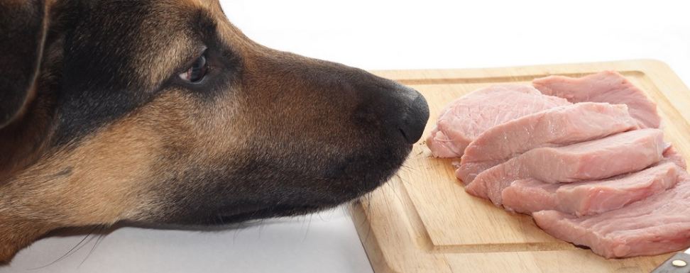 Почему вредно кормить собаку супом или бульоном | вет-точка