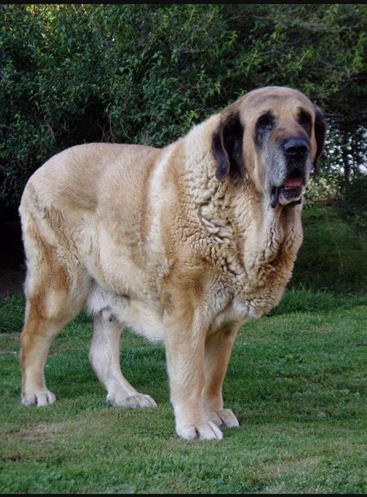Большая собака для всей семьи – испанский мастиф