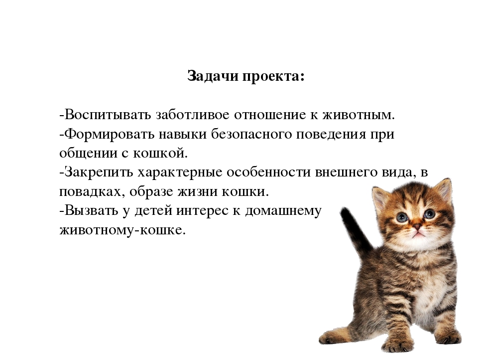 Кошачьи странности: объяснение некоторых повадок питомцев | gafki.ru | яндекс дзен
