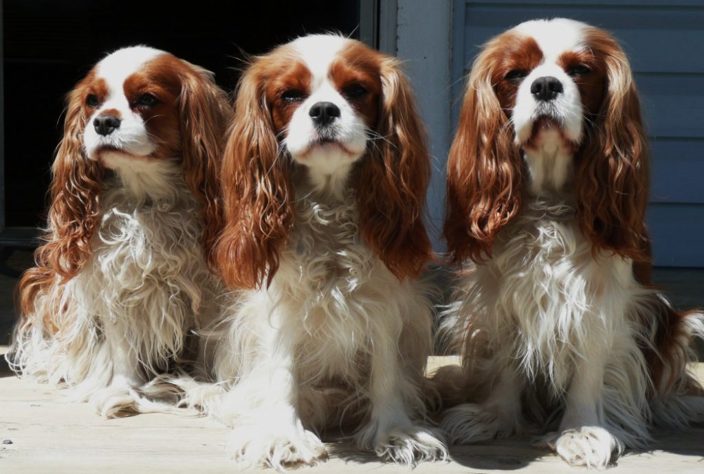 10 редких пород собак, о которых вы точно ничего не слышали