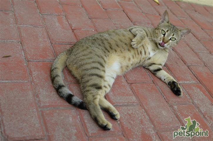 Аравийский мау: фото кошки, цена, описание породы, характер, видео, питомники