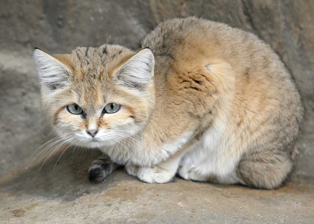 Дикий барханный (пустынный) кот или арабская песчаная кошка — фото, описание, содержание в домашних условиях