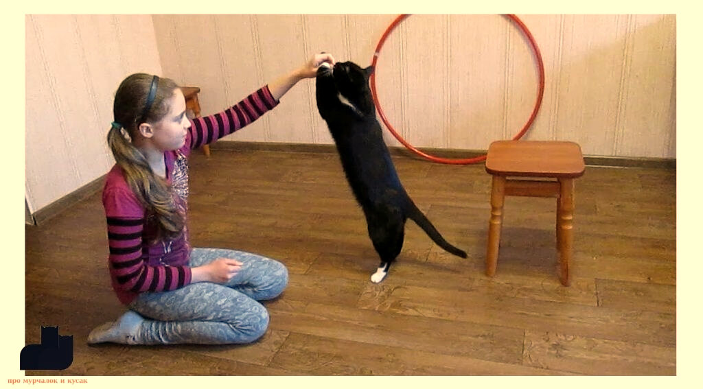 ᐉ как правильно дрессировать кота и кошку в домашних условиях — практические советы и рекомендации - zoovet24.ru