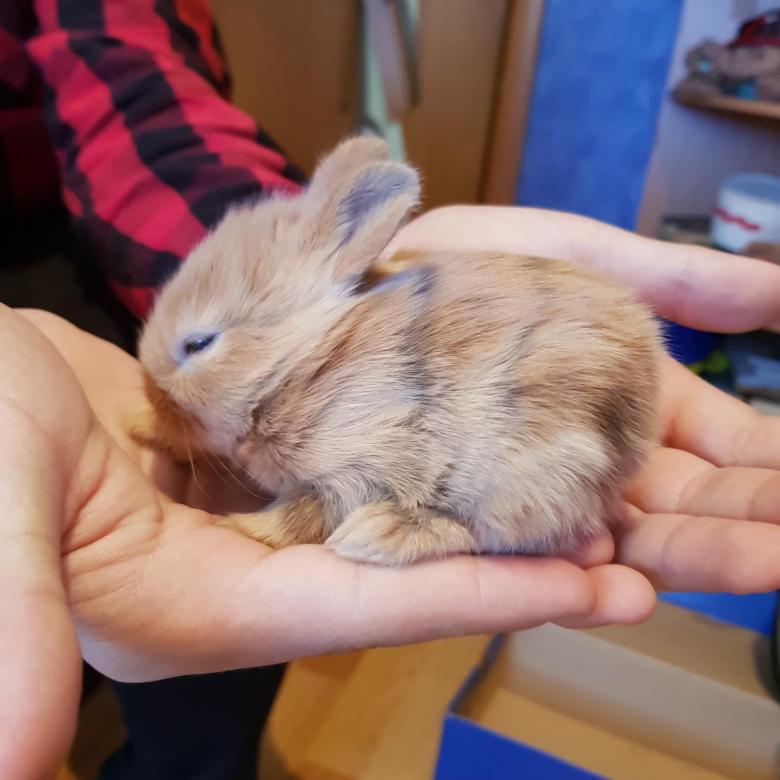 Декоративные карликовые кролики: описания пород, цены, видео | сайт о домашних животных